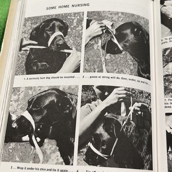 Family Dog by Richard A. Wolters HC/DJ 1975 Book - Picture 15 of 16